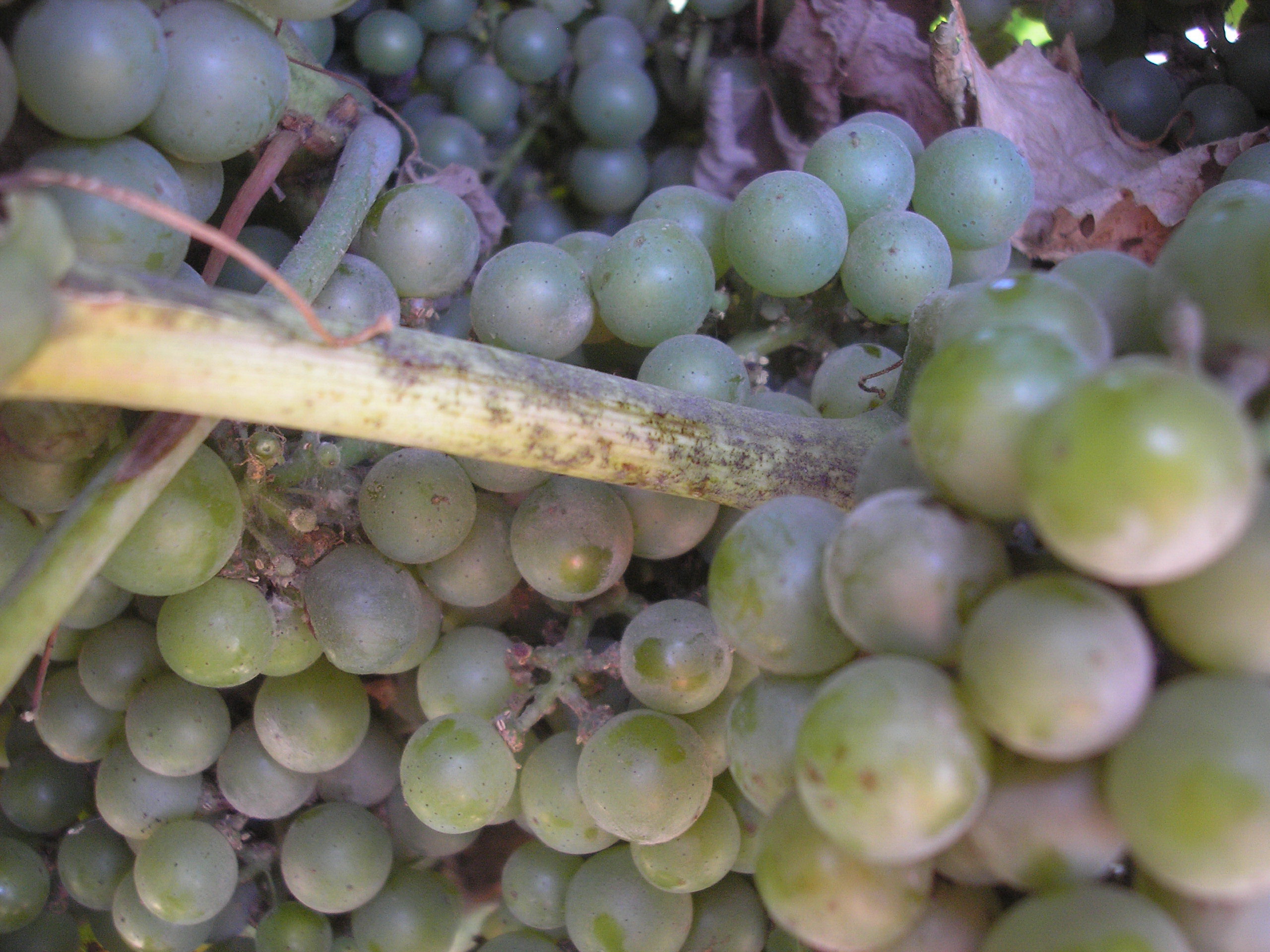 Оидиум | Блог Игоря Заики о виноградарстве и авторском виноделии