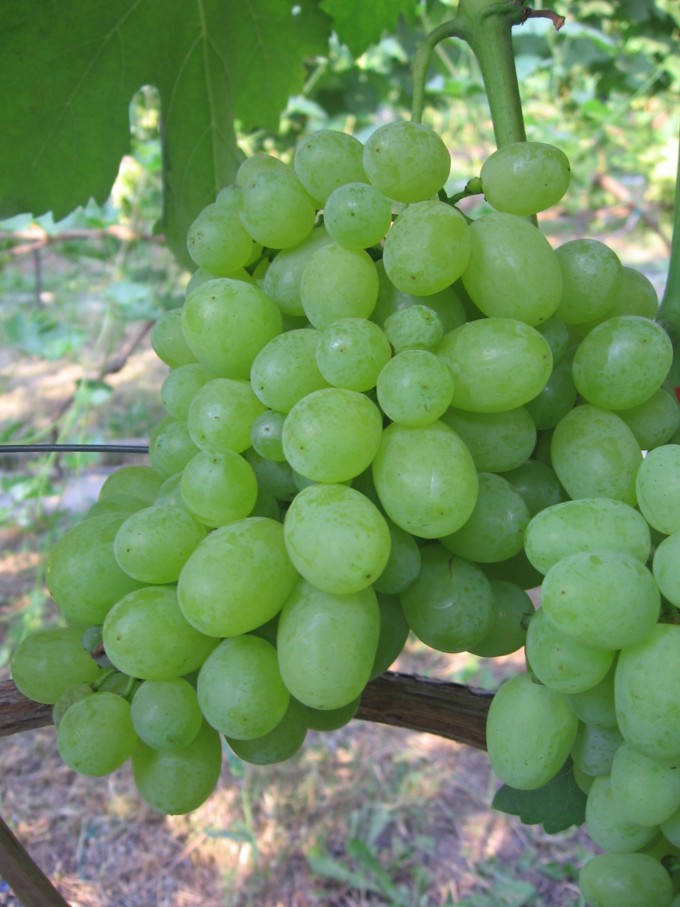 виноград первозванный