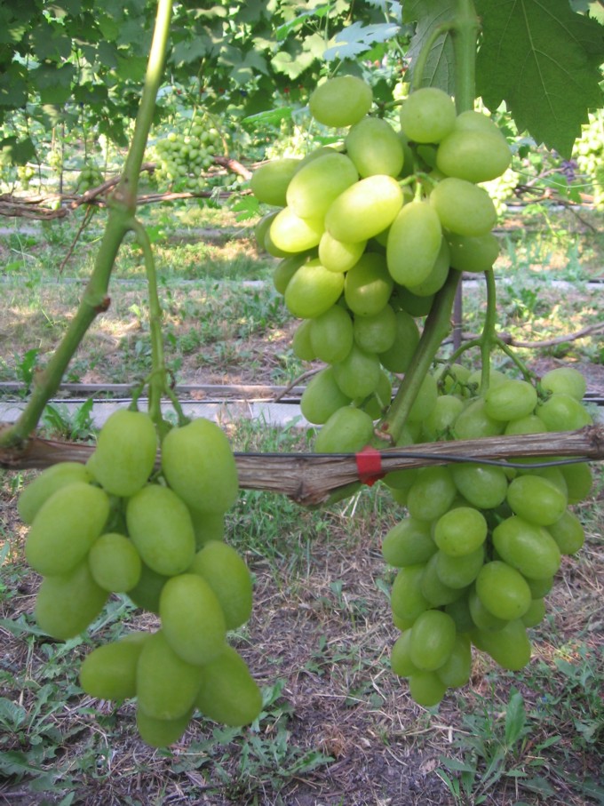 виноград первозванный